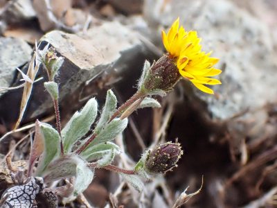 Lessingia tenuis, photographed by Trevor Van Loon