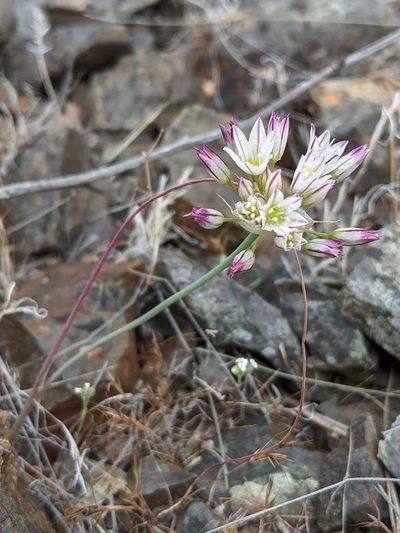 Allium diabolense, photographed by Trevor Van Loon
