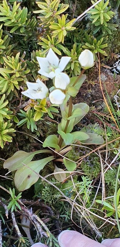 Gentianella montana, photographed by Katie Jenkins