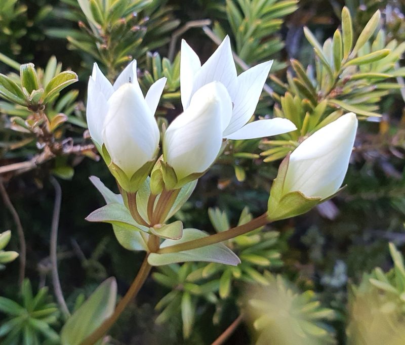 Gentianella montana, photographed by Katie Jenkins