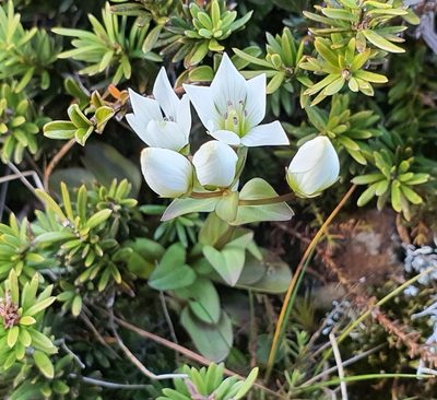 Gentianella montana, photographed by Katie Jenkins