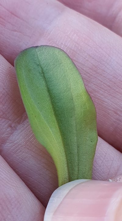 Gentianella montana, photographed by Katie Jenkins