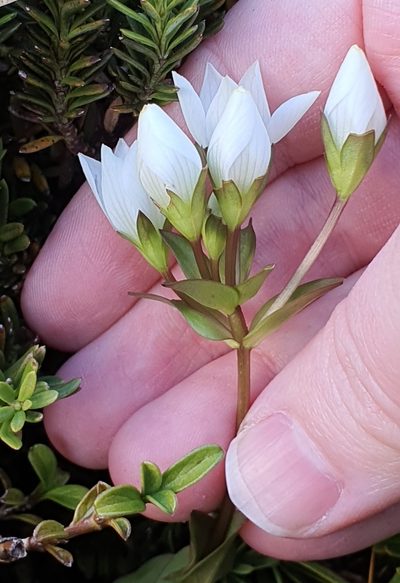 Gentianella montana, photographed by Katie Jenkins