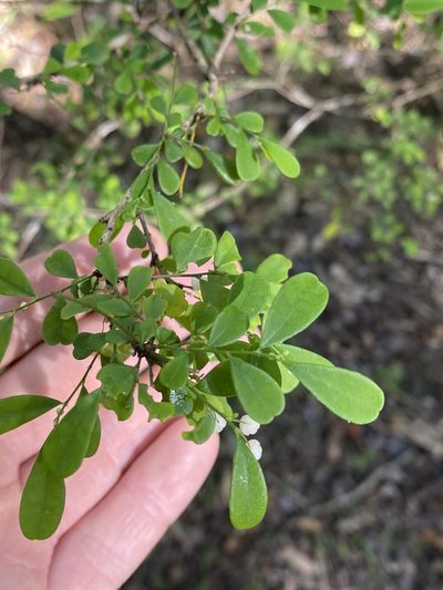 Synostemon albiflorus, photographed by Greg Tasney