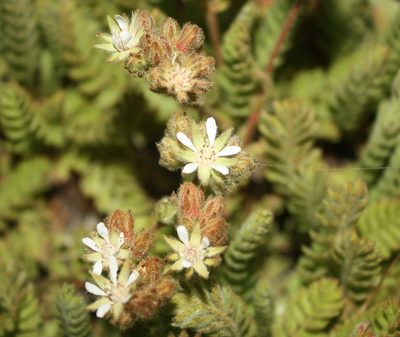 Potentilla marinensis, photographed by Scott Loarie
