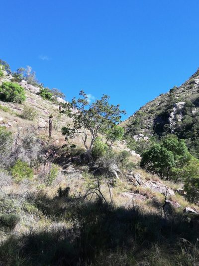 Atalaya capensis, photographed by Christiaan Viljoen