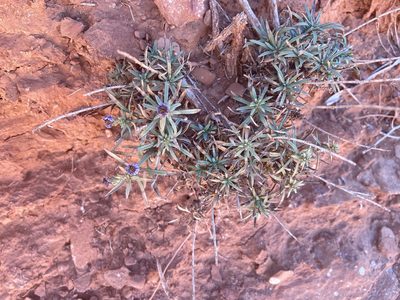 Symphyotrichum fendleri, photographed by Reid Hardin