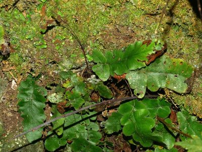 Tectaria zeilanica, photographed by Jacy Chen