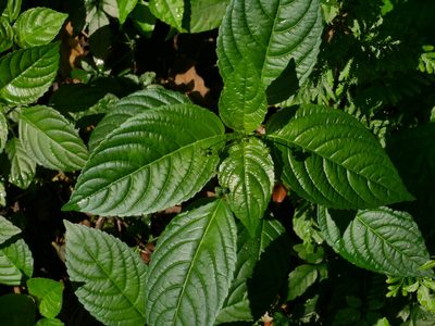 Mercurialis leiocarpa, photographed by Jacy Chen