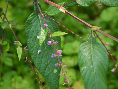 Tadehagi triquetrum, photographed by Dinesh Valke
