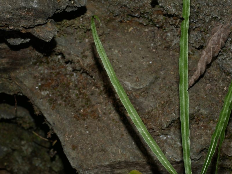 Pteris kidoi, photographed by Jacy Chen