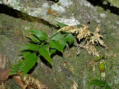 Asplenium falcatum, photographed by Jacy Chen
