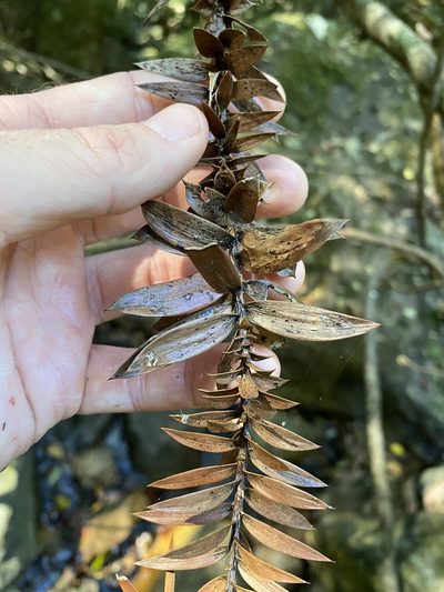 Araucaria bidwillii, photographed by Greg Tasney