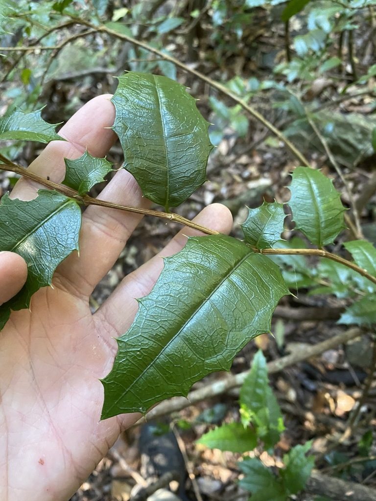 Graptophyllum reticulatum, photographed by Greg Tasney
