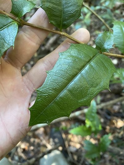 Graptophyllum reticulatum, photographed by Greg Tasney