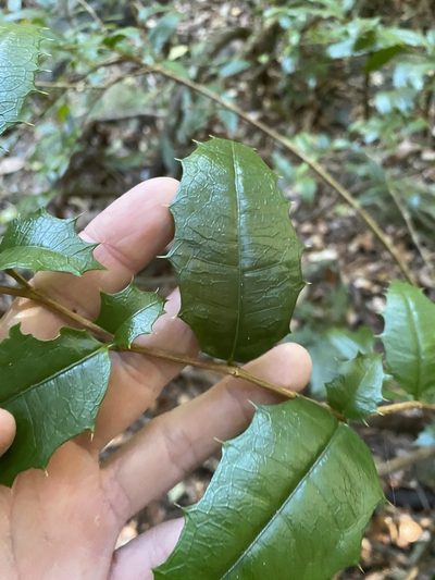 Graptophyllum reticulatum, photographed by Greg Tasney