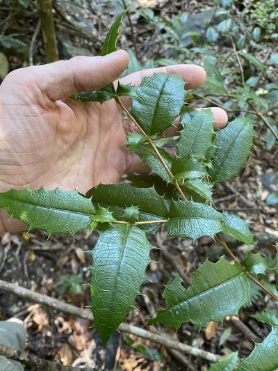 Graptophyllum reticulatum, photographed by Greg Tasney