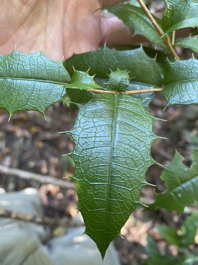 Graptophyllum reticulatum, photographed by Greg Tasney