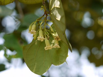 Piliostigma malabaricum, photographed by Dinesh Valke