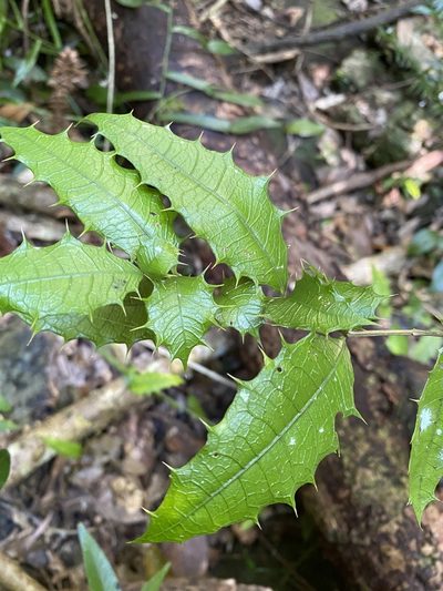 Graptophyllum reticulatum, photographed by Greg Tasney