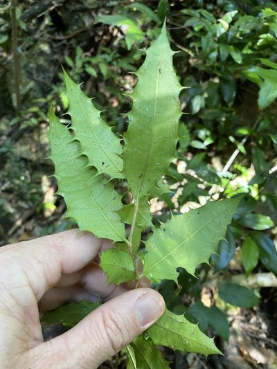 Graptophyllum reticulatum, photographed by Greg Tasney