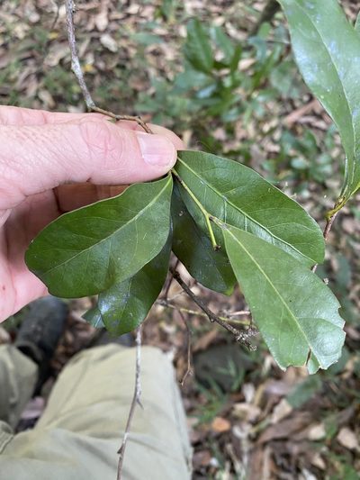 Beilschmiedia elliptica, photographed by Greg Tasney