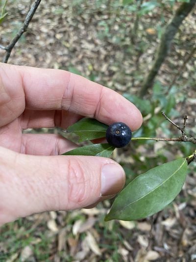 Beilschmiedia elliptica, photographed by Greg Tasney