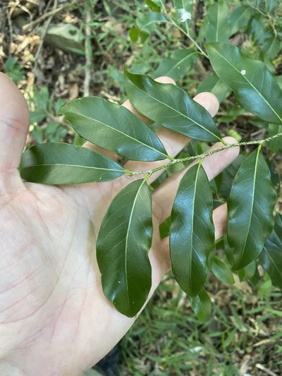 Casearia multinervosa, photographed by Greg Tasney
