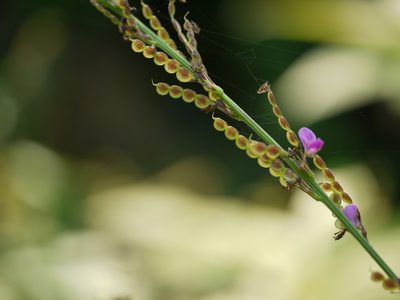 Pleurolobus gangeticus, photographed by Dinesh Valke
