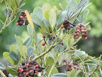 Ormosia emarginata, photographed by Toby Y