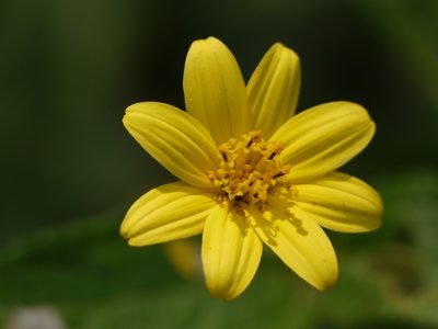 Wedelia urticaefolia, photographed by Dinesh Valke