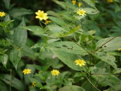 Wedelia urticaefolia, photographed by Dinesh Valke