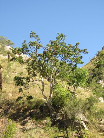 Atalaya capensis, photographed by Christiaan Viljoen