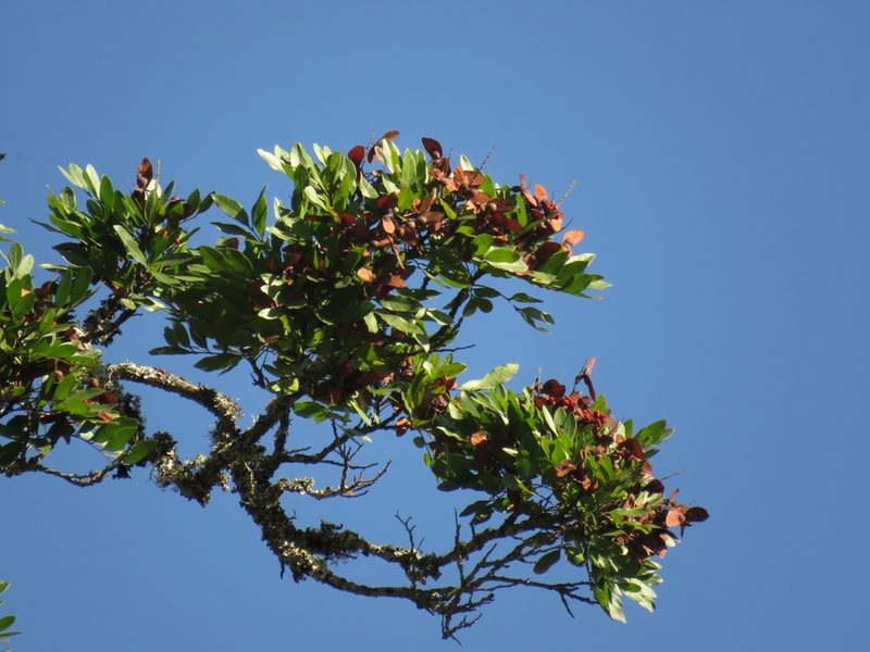 Atalaya capensis, photographed by Christiaan Viljoen