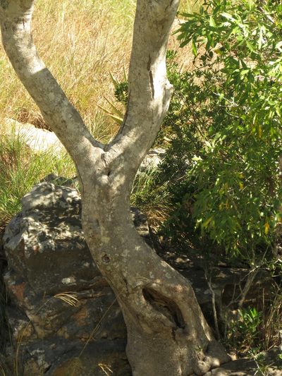 Atalaya capensis, photographed by Christiaan Viljoen