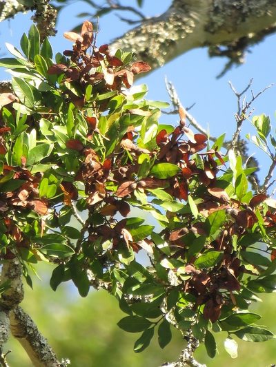 Atalaya capensis, photographed by Christiaan Viljoen