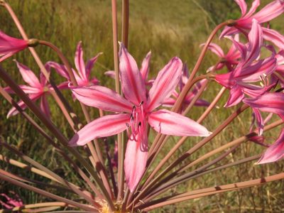 Brunsvigia grandiflora, photographed by Christiaan Viljoen