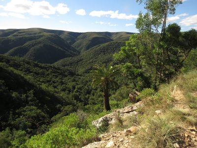 Encephalartos longifolius, photographed by Christiaan Viljoen