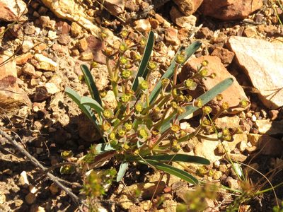 Euphorbia silenifolia, photographed by Christiaan Viljoen