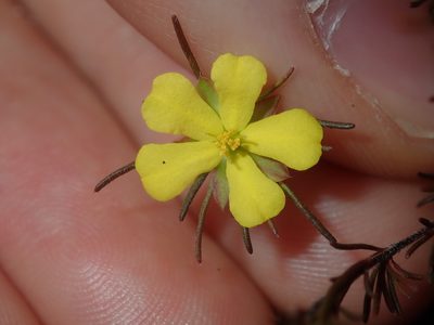 Hibbertia fasciculata, photographed by Thomas Mesaglio