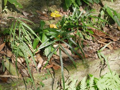 Pteris kidoi, photographed by Jacy Chen