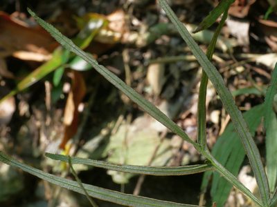 Pteris kidoi, photographed by Jacy Chen
