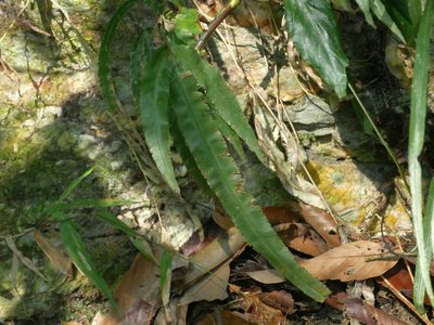 Pteris kidoi, photographed by Jacy Chen