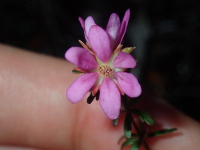 Bauera capitata, photographed by Thomas Mesaglio