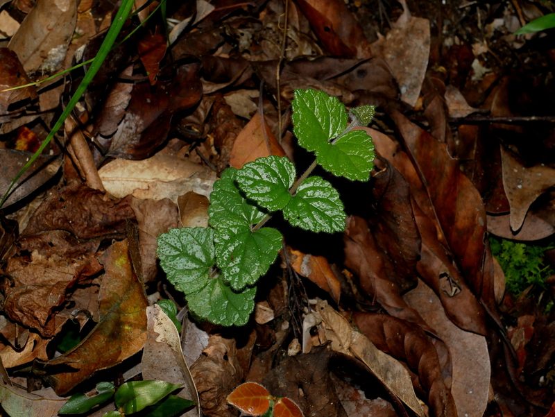 Scutellaria playfairii, photographed by Jacy Chen