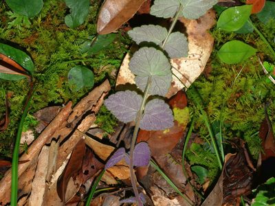 Scutellaria playfairii, photographed by Jacy Chen