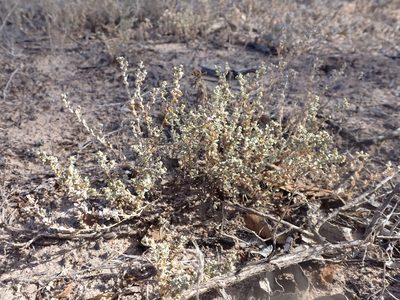 Atriplex pumilio, photographed by Nina Kerr