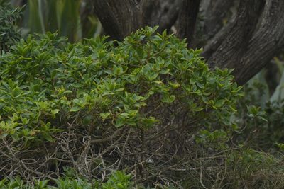 Myrsine chathamica, photographed by Christopher Stephens