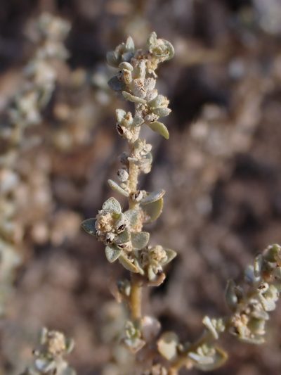 Atriplex pumilio, photographed by Nina Kerr