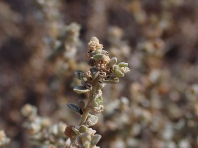 Atriplex pumilio, photographed by Nina Kerr